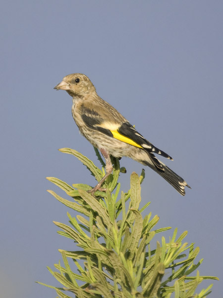 Tikli, European Goldfinch, Carduelis carduelis